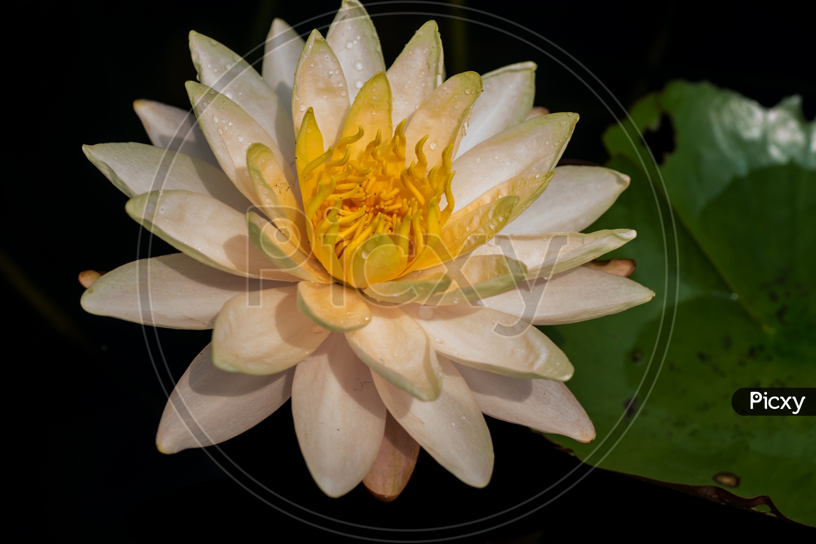 Freshly Blooming  Golden White  Lotus Flower  in a Pond
