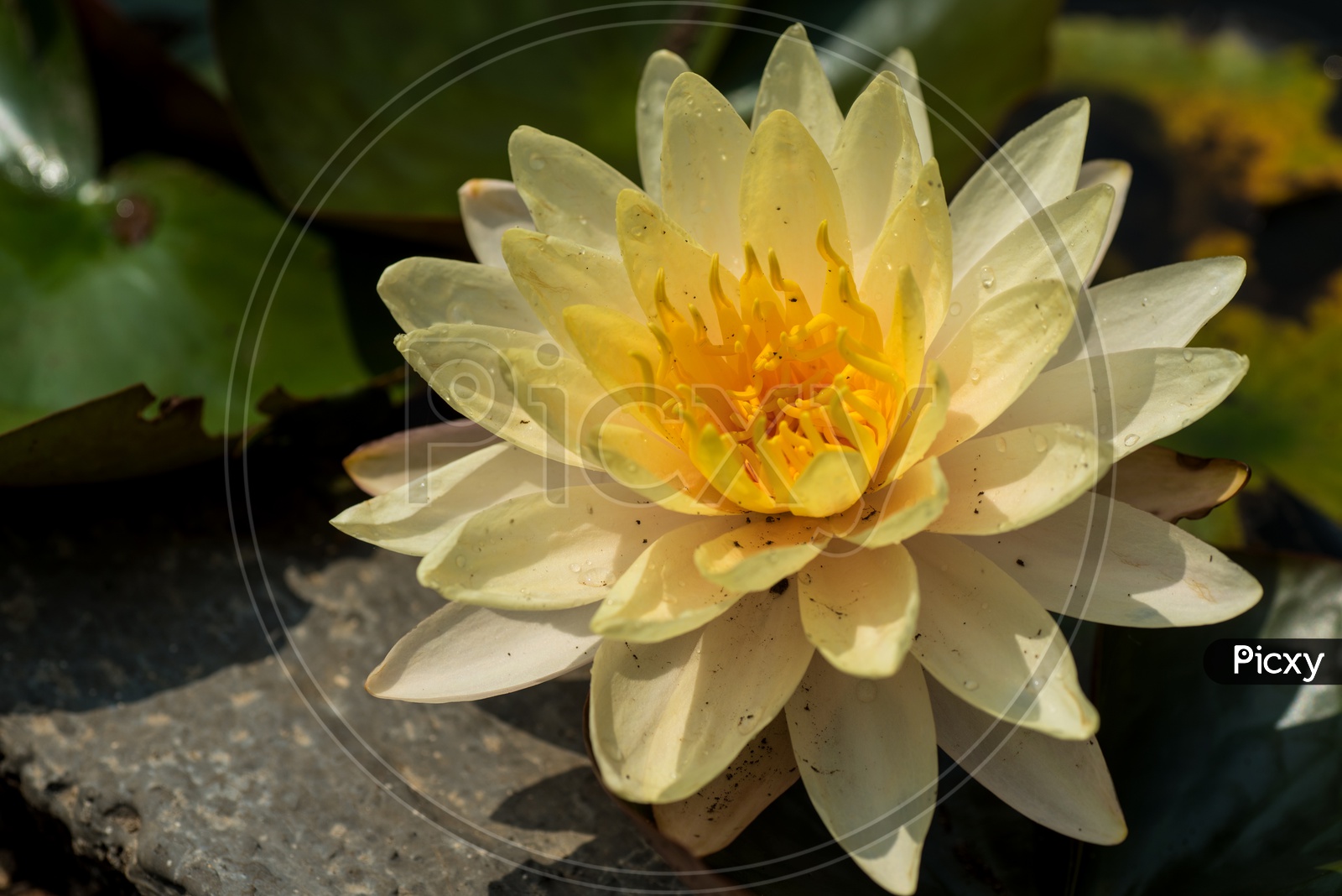 Freshly Blooming Golden Yellow Color  Lotus Flower  In a Pond