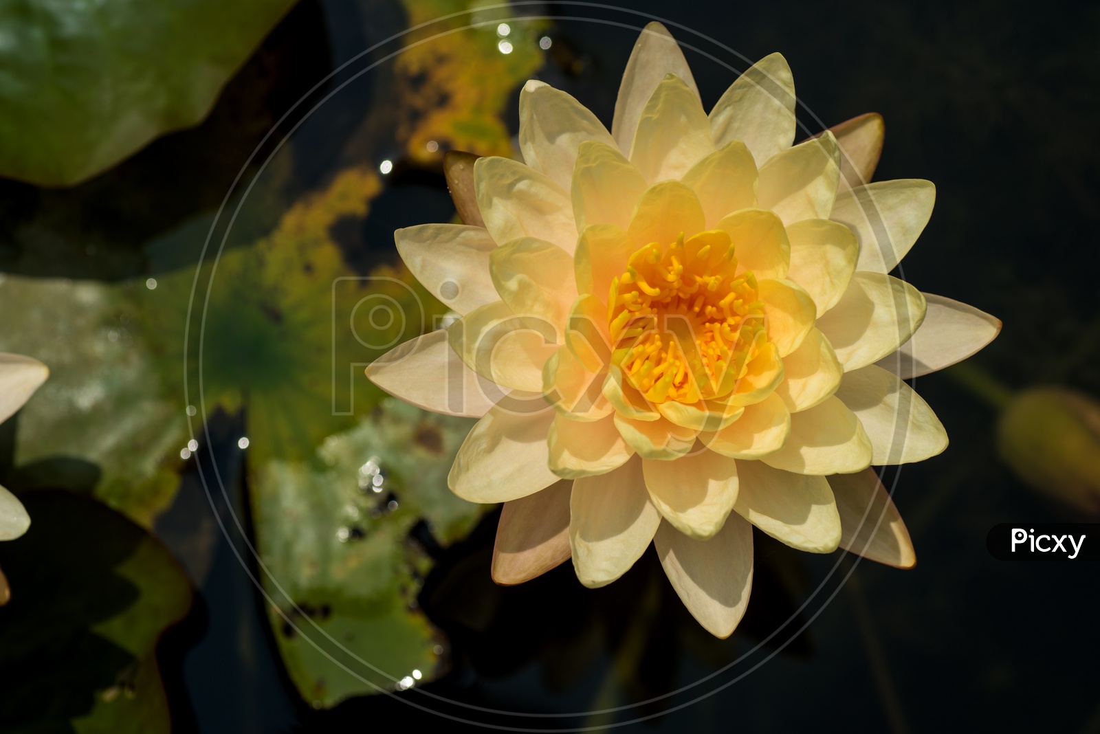 Freshly Blooming Golden Yellow Color  Lotus Flower  In a Pond