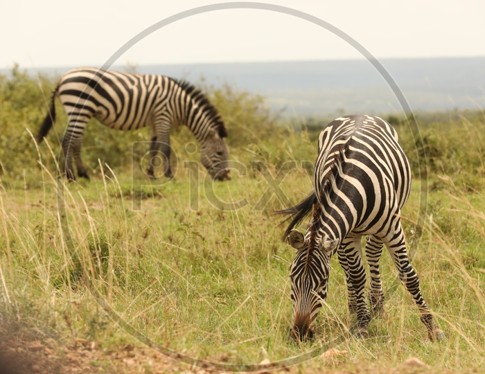 Zebras  Grazing  in Green Fields  At  Masai Mara National Reserve , Kenya