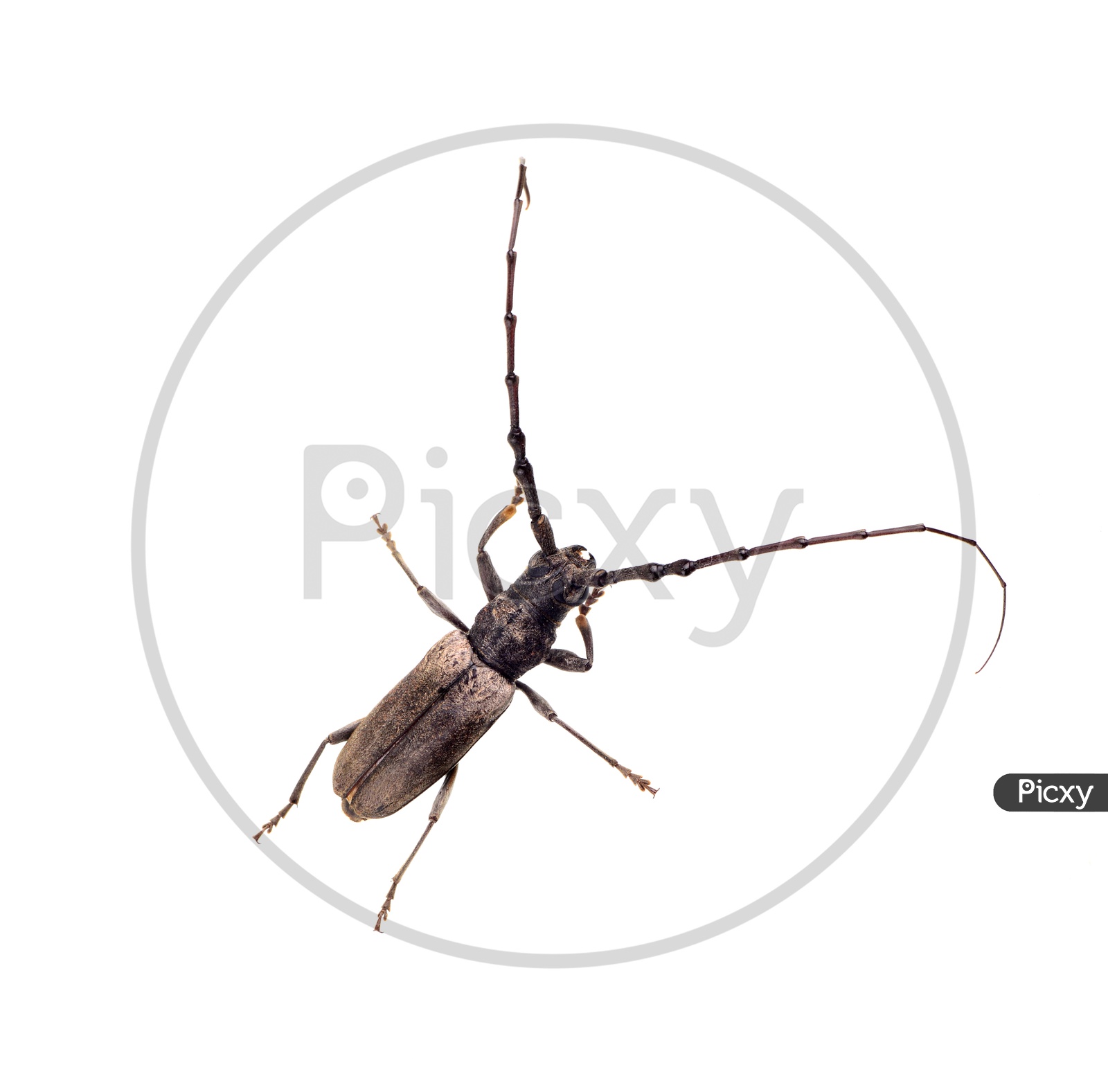 Borer ( Batocera  Rufomaculata  )  Insect or Wood-Boring  Insect  On an Isolated White Background