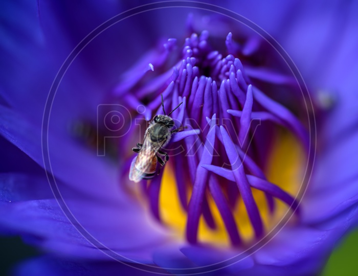Honey Bees Taking The nectar Honey  From The Freshly Bloomed Purple  Lotus Flower