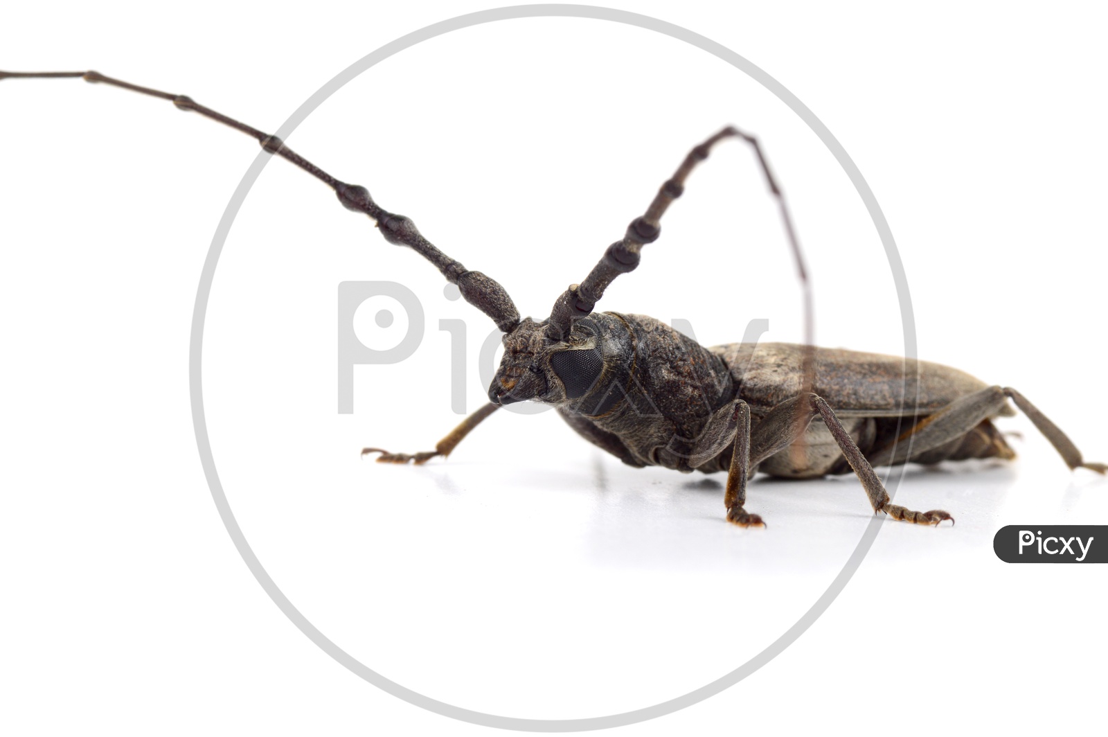 Borer ( Batocera  Rufomaculata  )  Insect or Wood-Boring  Insect  On an Isolated White Background