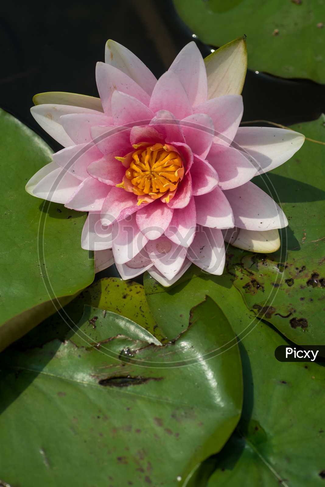 Freshly Blooming  Pink Lotus Flower  In a Water Pond