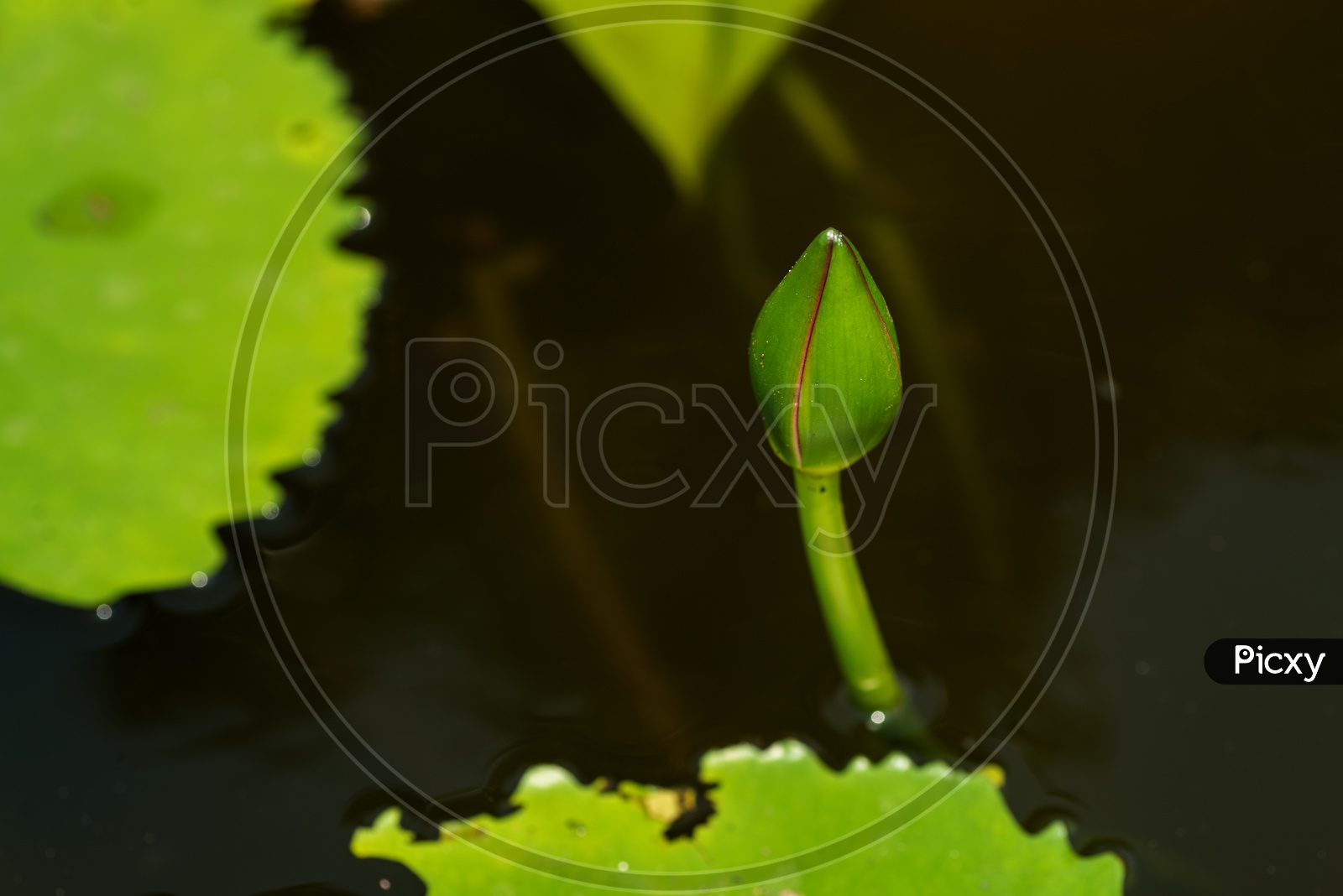 Young Lotus Bud  in a Pond