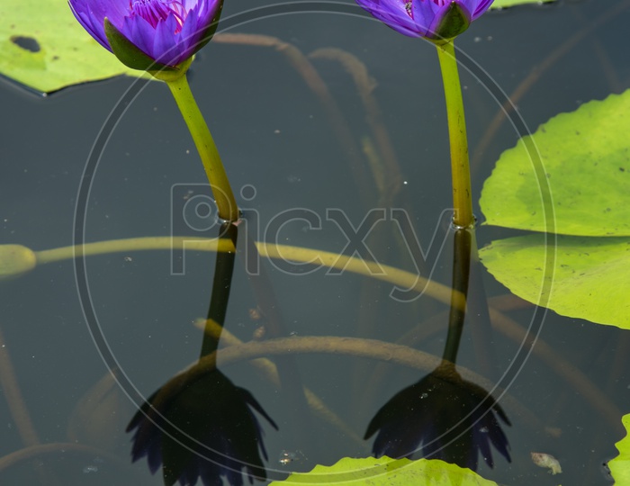 Fresh Blooming Purple Color Lotus  Flowers  In a Pond