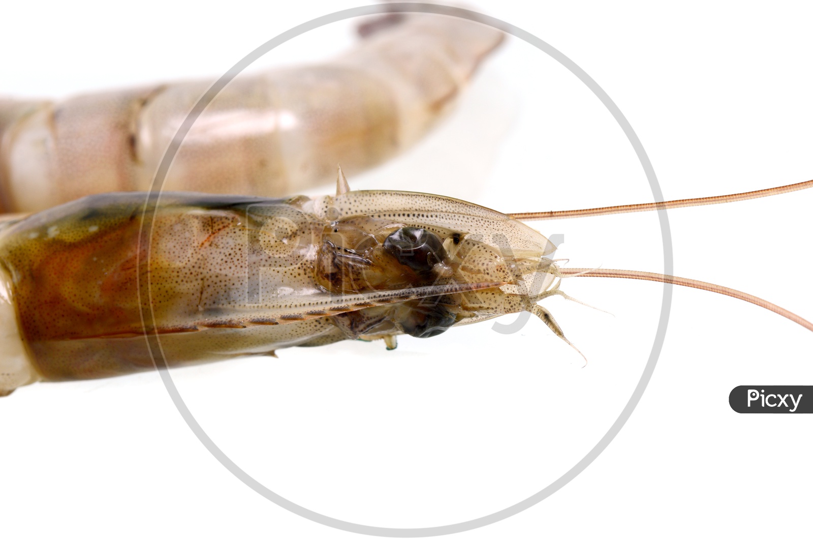 Fresh Prawn Or Shrimp  Placed On an Isolated White Background