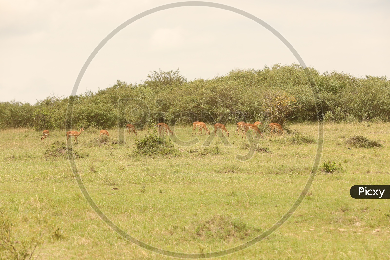Deer  in  Masai Mara National Reserve