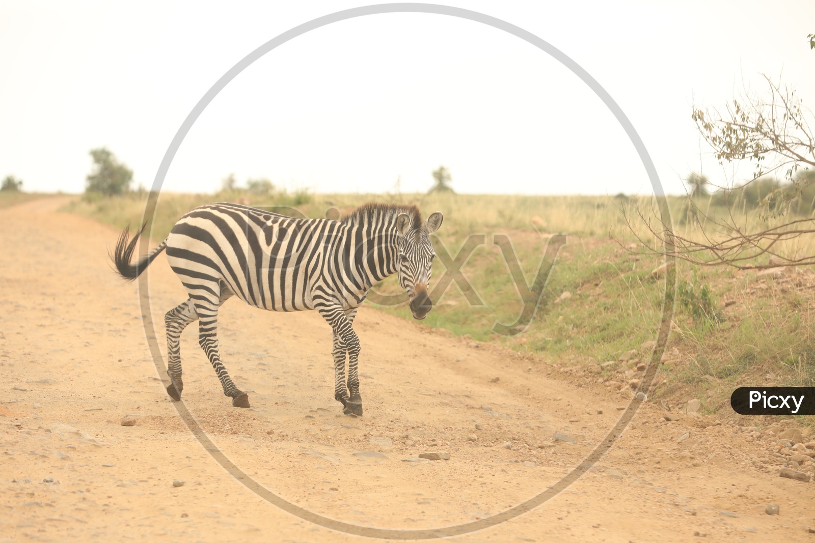 Zebra   At Masai Mara National Reserve Forest