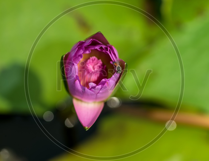 Freshly Blooming  pink Lotus Bud  In a Water Pond