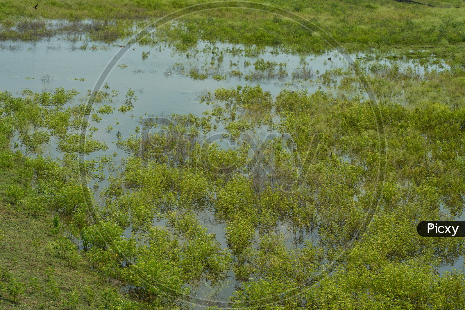 Parthenium Weed Grown in a Pond