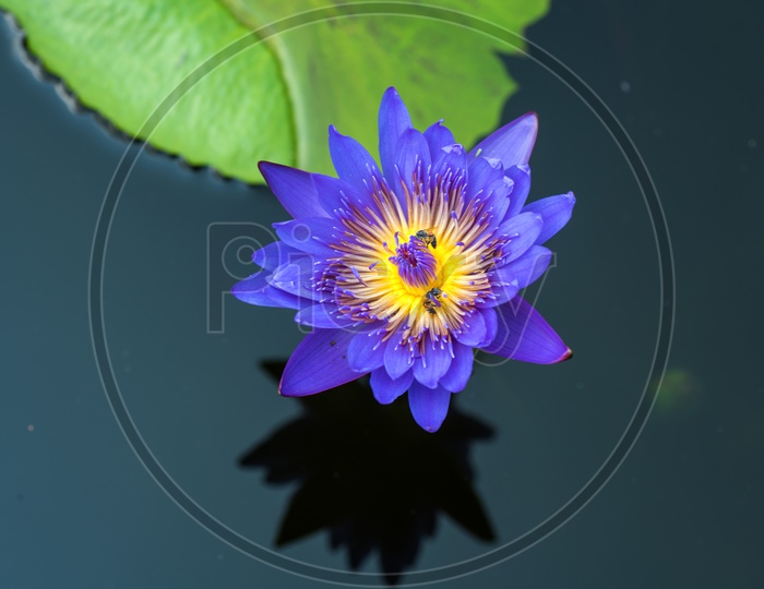 Freshly Blooming Purple Color  Lotus Flower  In a Pond