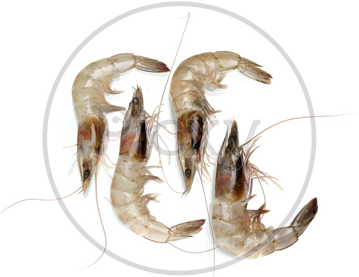 Fresh Prawn Or Shrimp  Placed On an Isolated White Background