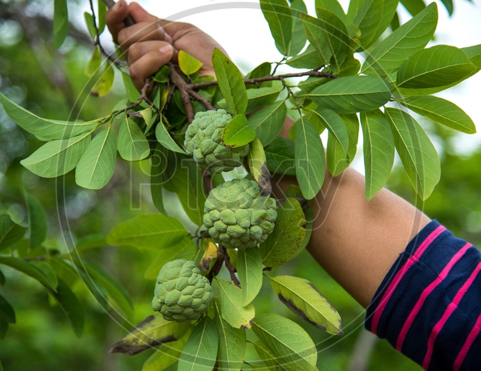 A Young Girl Or Agricultural Student  Examining The Custard Apple Or Sugar Apple Or Seethaphal  Or  Annona Squamosa Linn Fruit   Growing On the Tree In an Agricultural Farm