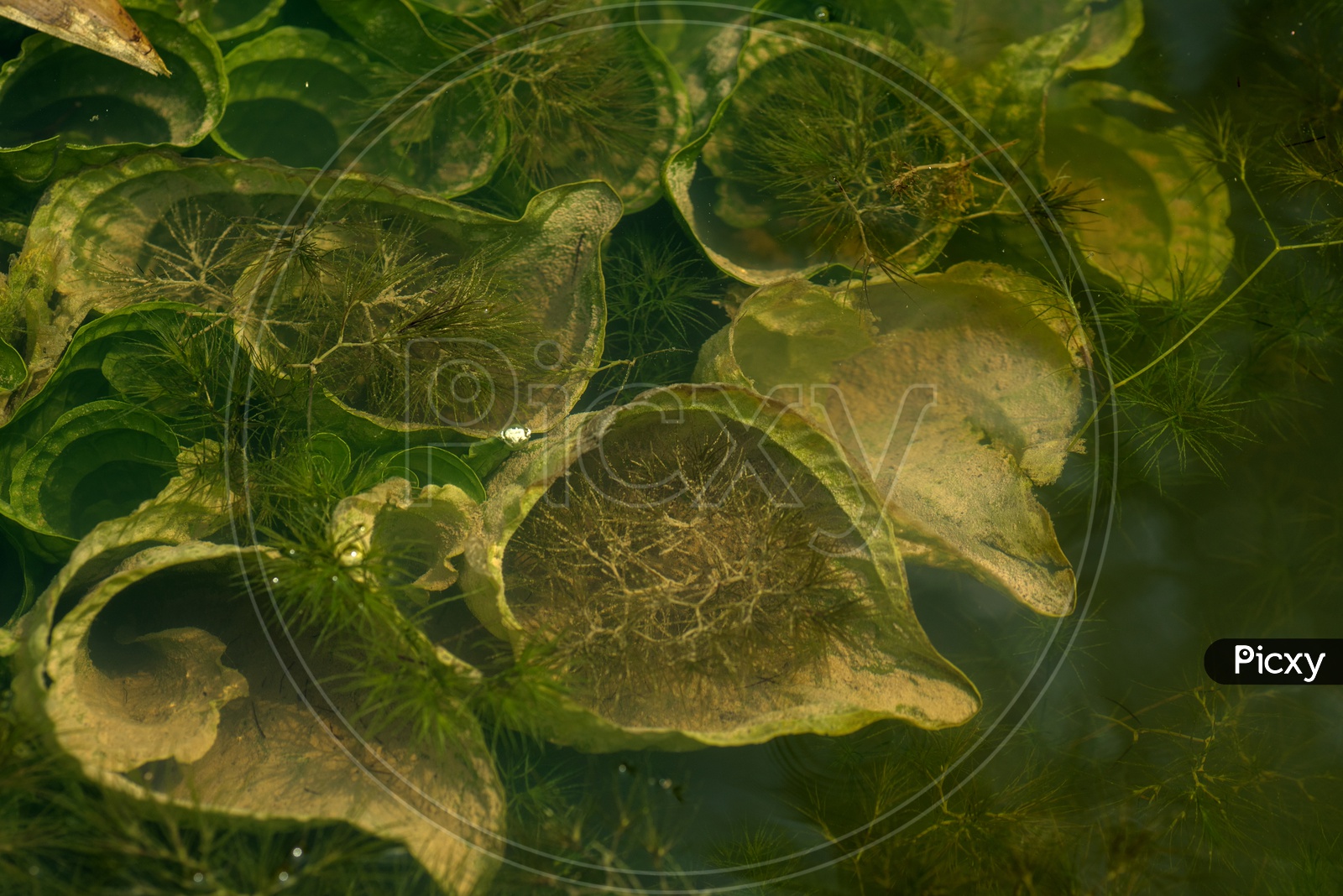 Green Aquatic  Algae Growing In a Pond