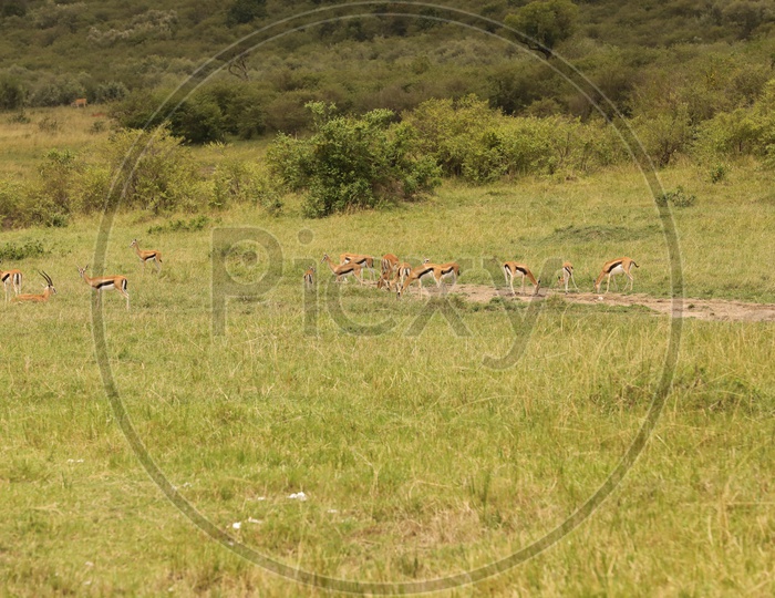 Deer  in  Masai Mara National Reserve
