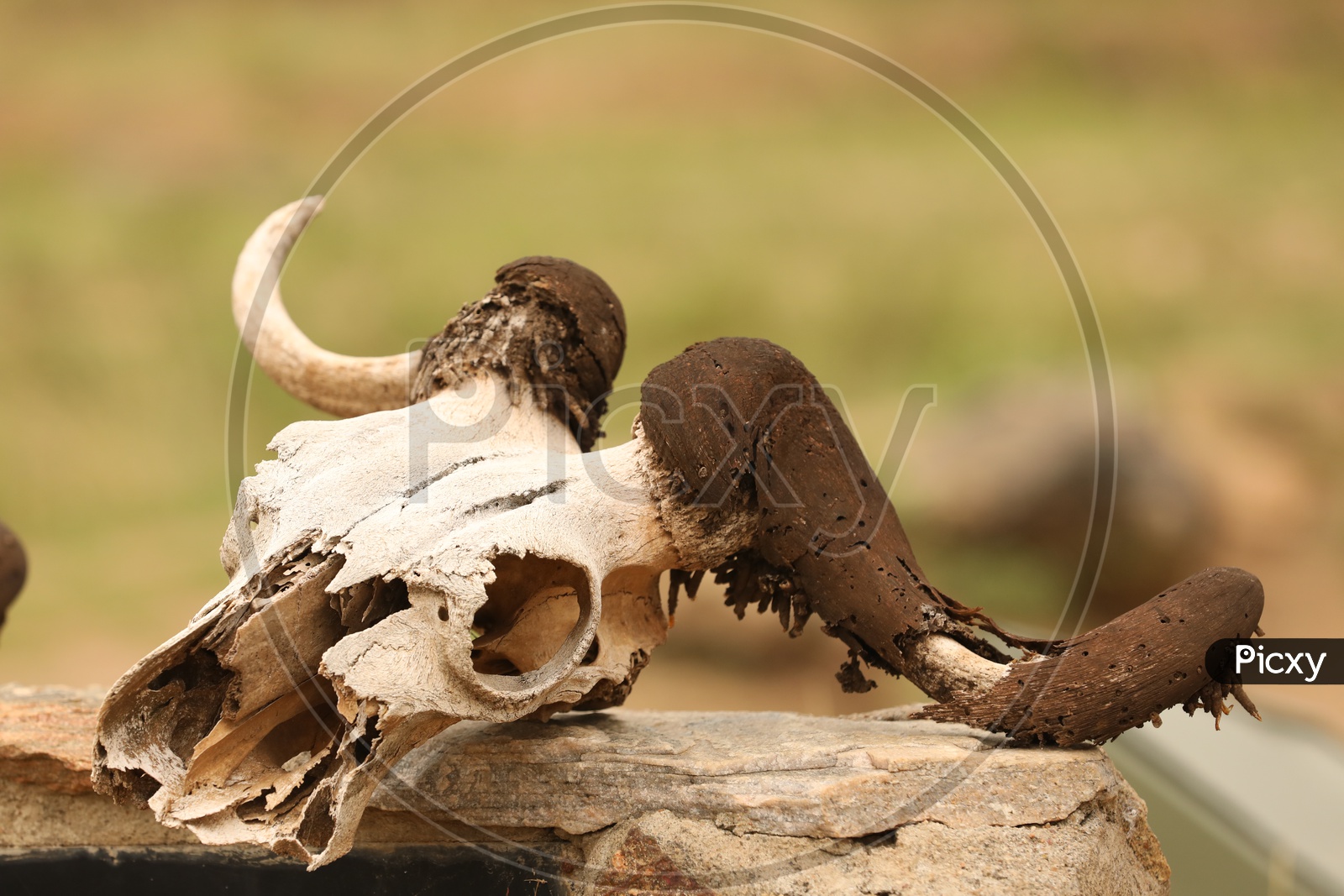 Skull Of Died Animals With Wild Horns