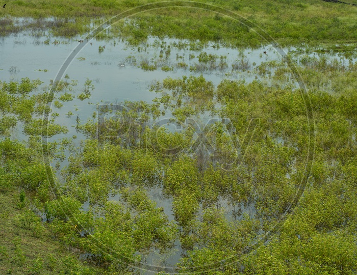 Parthenium Weed Grown in a Pond