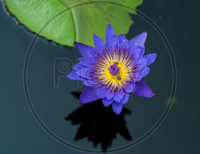 Freshly Blooming Purple Color  Lotus Flower  In a Pond