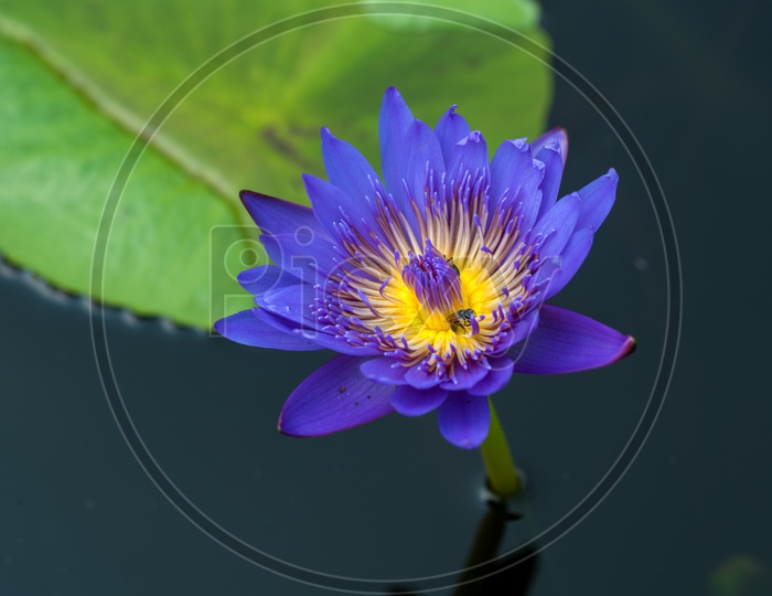 Freshly Blooming  Purple  Lotus  Flower   In a Water Pond