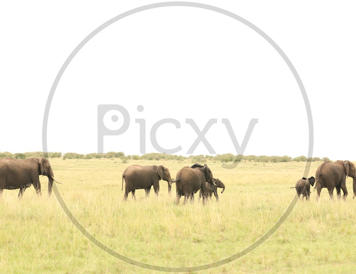 Wild Elephants  At Masai Mara National Park  , Kenya