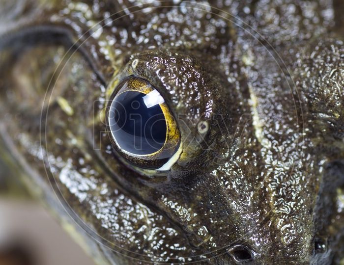 True Toad Frog Or Indian Pond Frog  Closeup With Frog Face And Eye