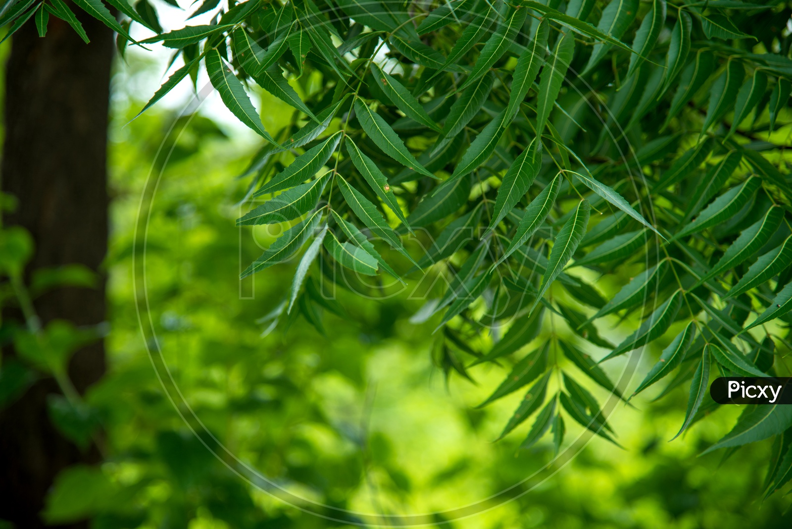 Neem Leafs or  Azadirachta  Indica   Or  Indian Lilac   Leafs On a Tree