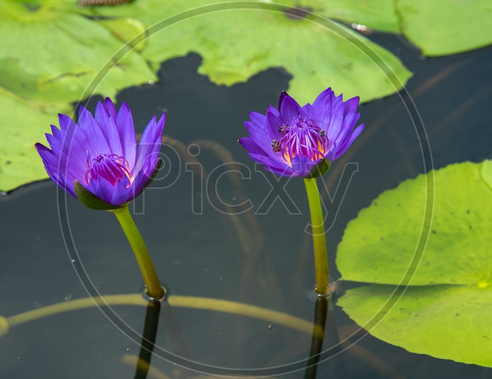 Fresh Blooming Purple Color Lotus  Flowers  In a Pond
