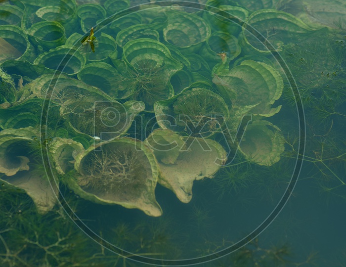 Green Aquatic  Algae Growing In a Pond