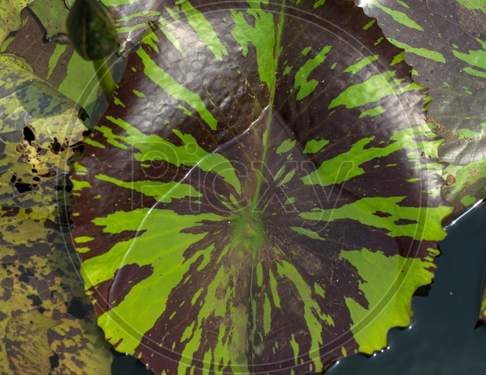 Lotus leaf  Closeup With Patterns On The leaf