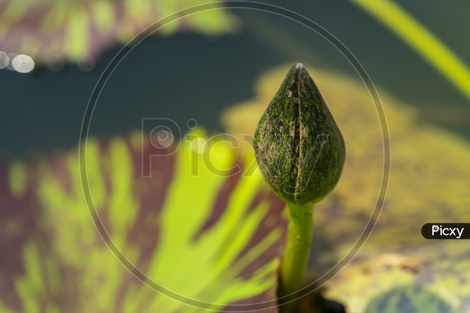 A Fresh Bud Of a Lotus Flower  in  a Water Pond