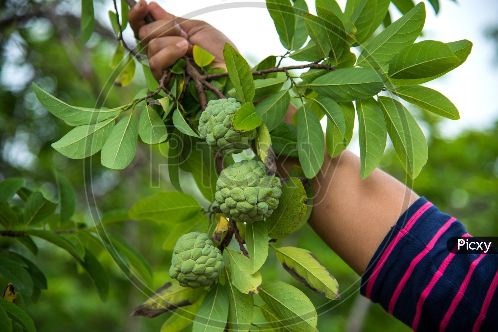A Young Girl Or Agricultural Student  Examining The Custard Apple Or Sugar Apple Or Seethaphal  Or  Annona Squamosa Linn Fruit   Growing On the Tree In an Agricultural Farm