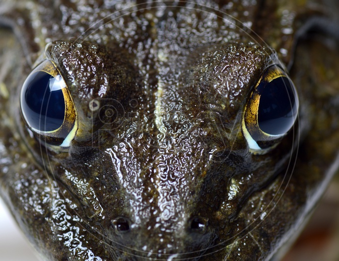 True Toad Frog Or Indian Pond Frog  Closeup With Frog Face And Eye