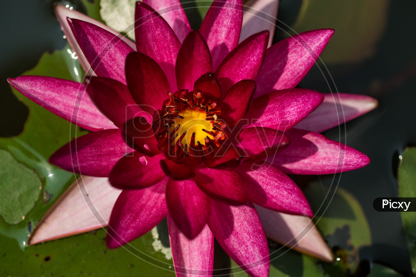 Freshly Blooming  Pink Color   Lotus Flower  in a Pond