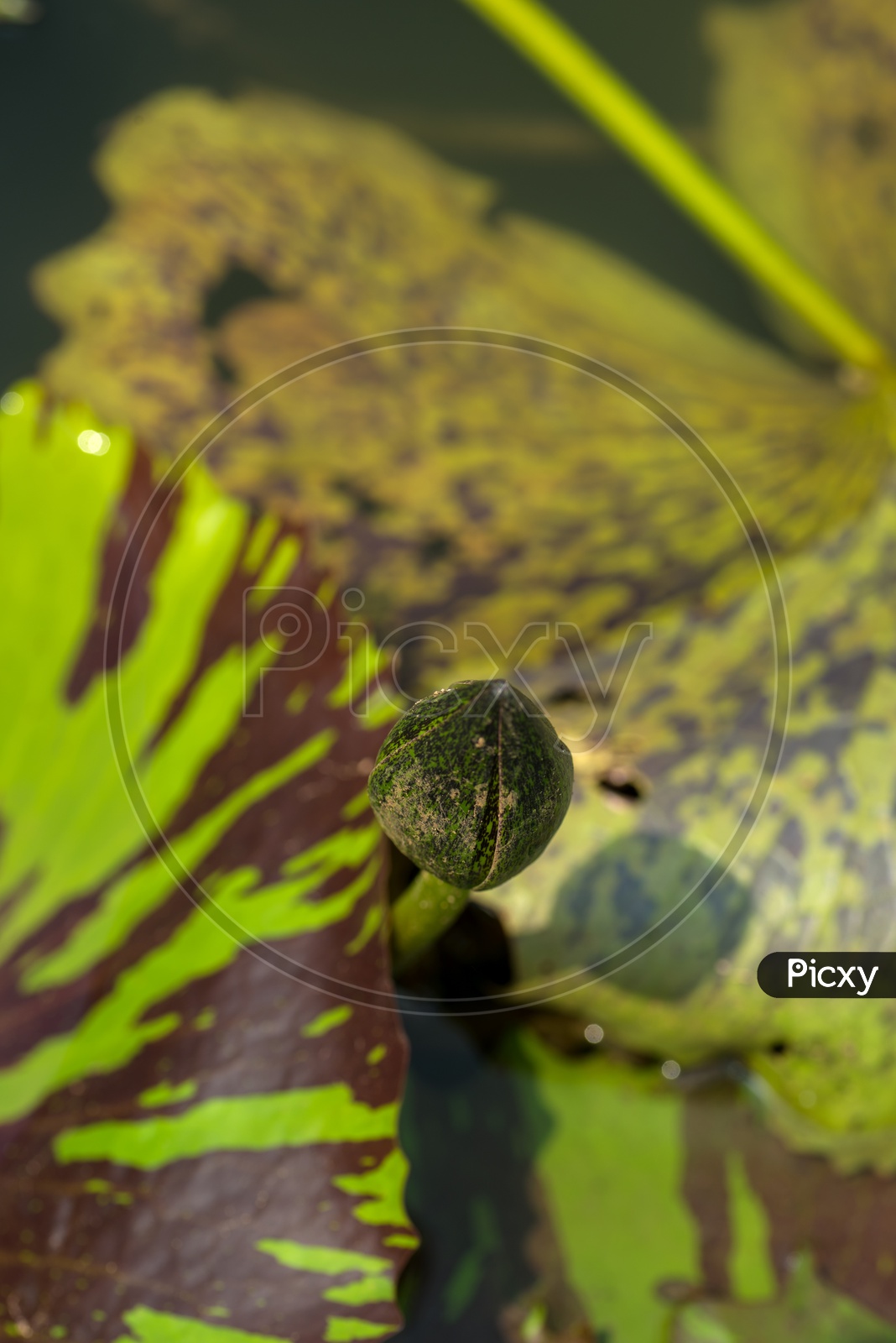 A Fresh Bud Of a Lotus Flower  in  a Water Pond