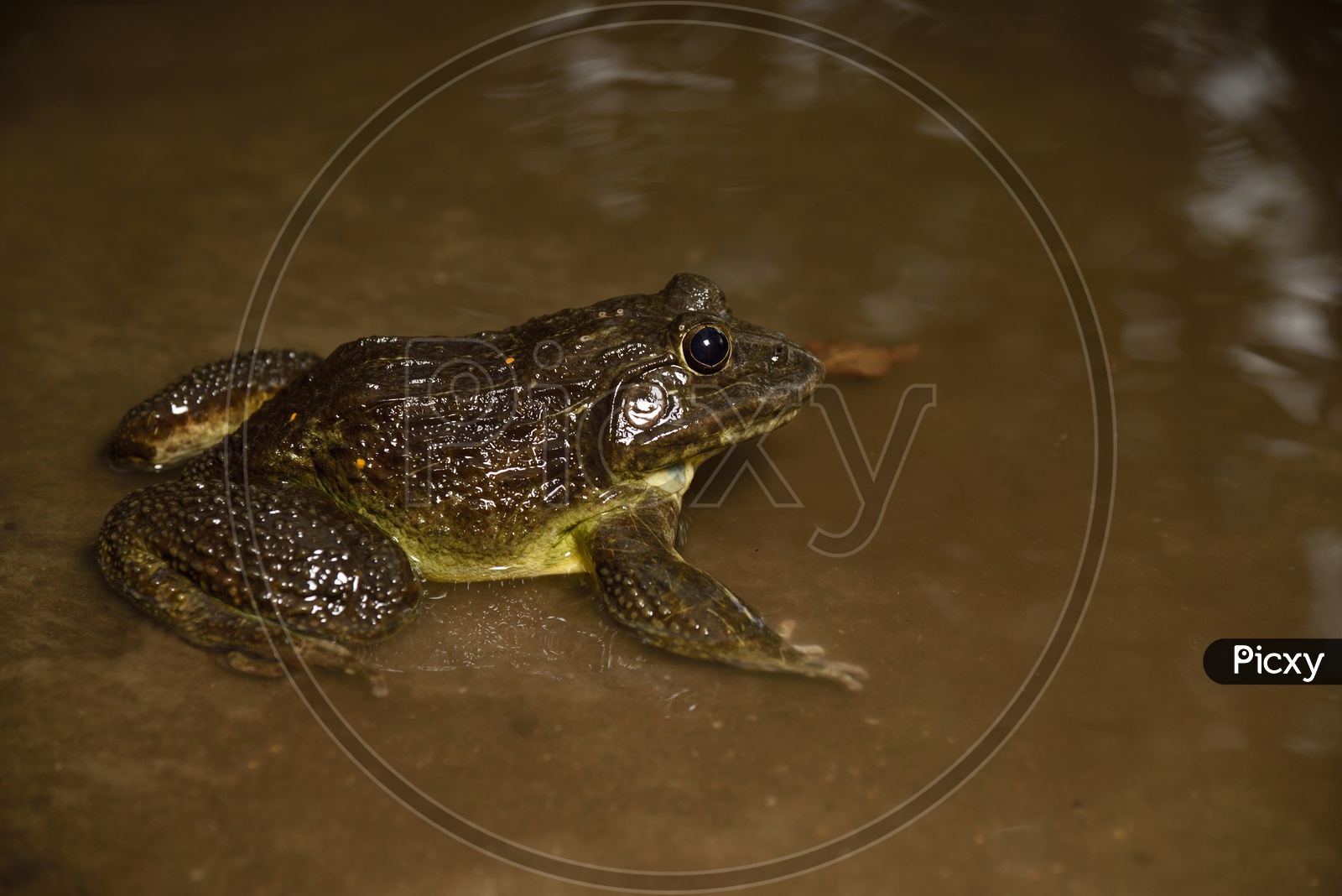 True Toad Frog Or Indian Pond Frog  in water  Closeup