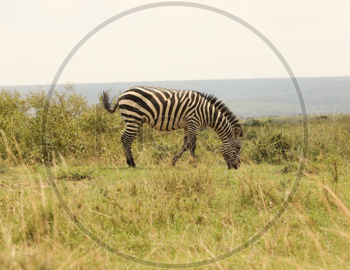 Zebras  Grazing  in Green Fields  At  Masai Mara National Reserve , Kenya