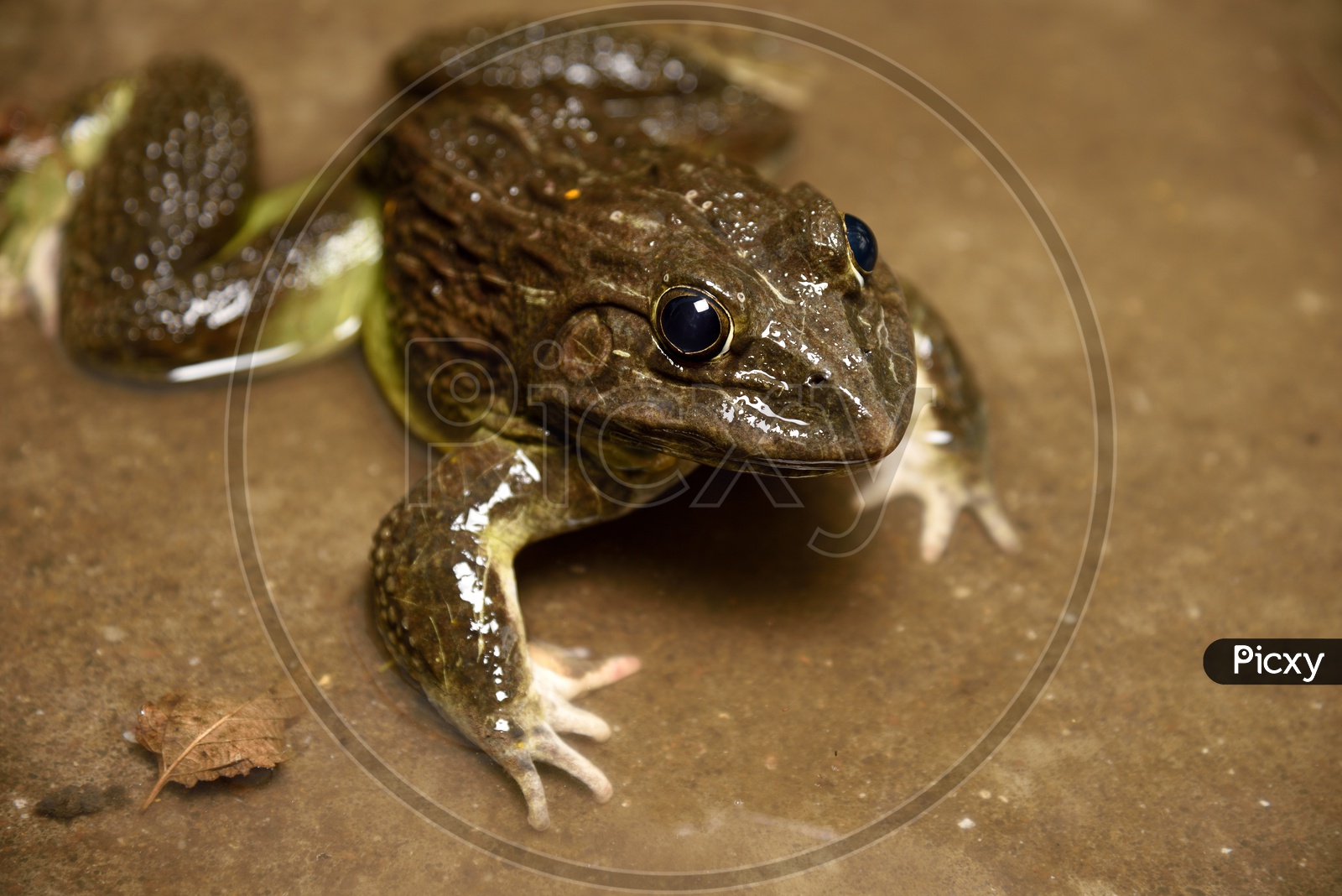 True Toad Frog Or Indian Pond Frog  in water  Closeup