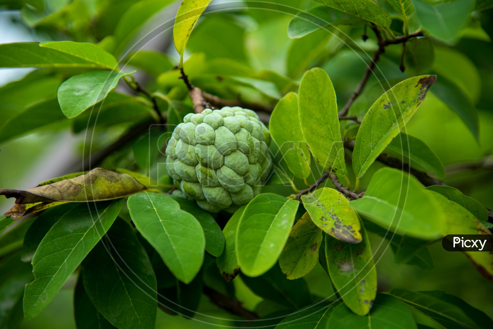 Image of Fresh Green Custard Apples or Sugar Apples Or Seethaphal or