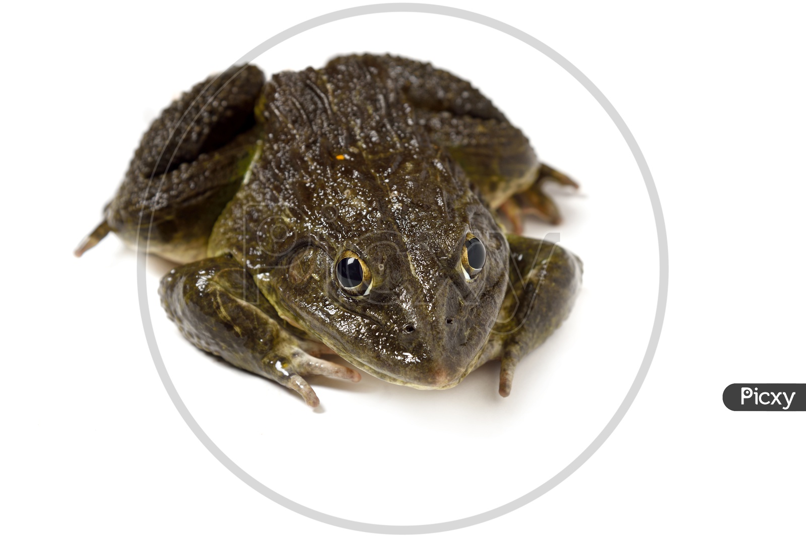 True Toad Frog Or Indian Pond Frog Isolated On an White Background