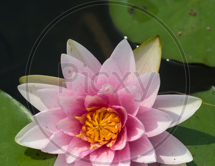 Freshly Blooming  Pink Lotus Flower  In a Water Pond