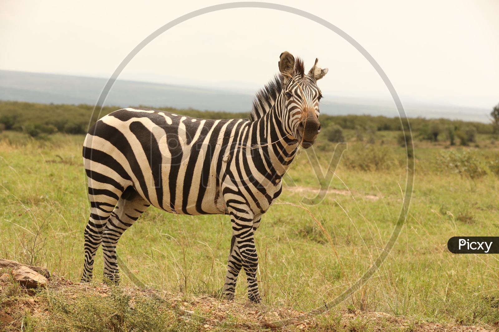Zebra   In  Masai Mara National Reserve , Kenya