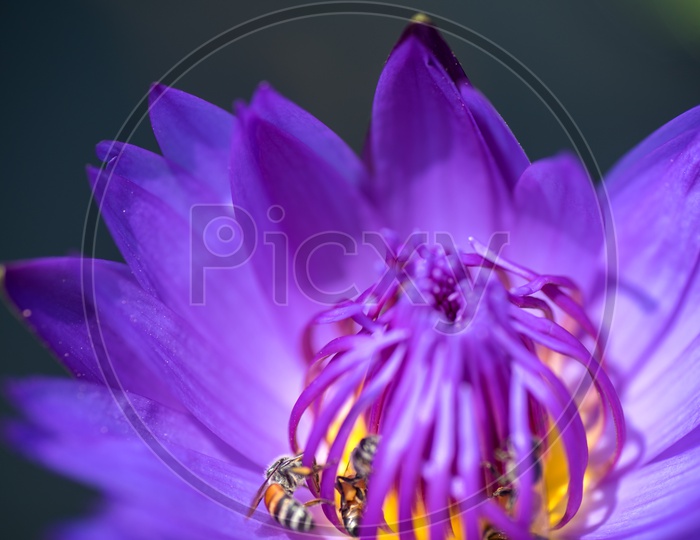 Honey Bees Taking The nectar Honey  From The Freshly Bloomed Purple  Lotus Flower