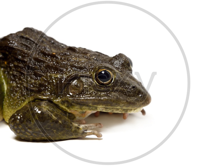 True Toad Frog Or Indian Pond Frog Isolated On an White Background