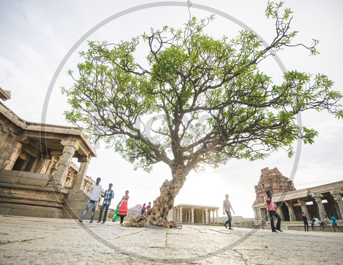Tree In An Ancient Vijaya Vittala temple Compound In Hampi