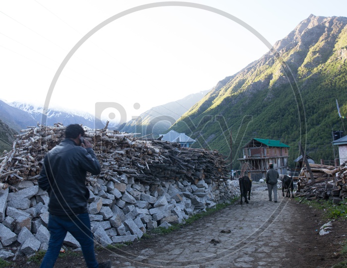 A Local Man Taking Cattle On The Streets of The Villages In Spiti Valley
