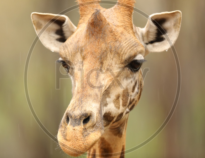 Giraffe  in Masai Mara National Reserve  , Kenya