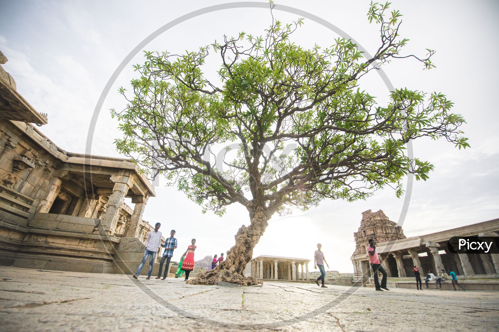 Tree In An Ancient Vijaya Vittala temple Compound In Hampi