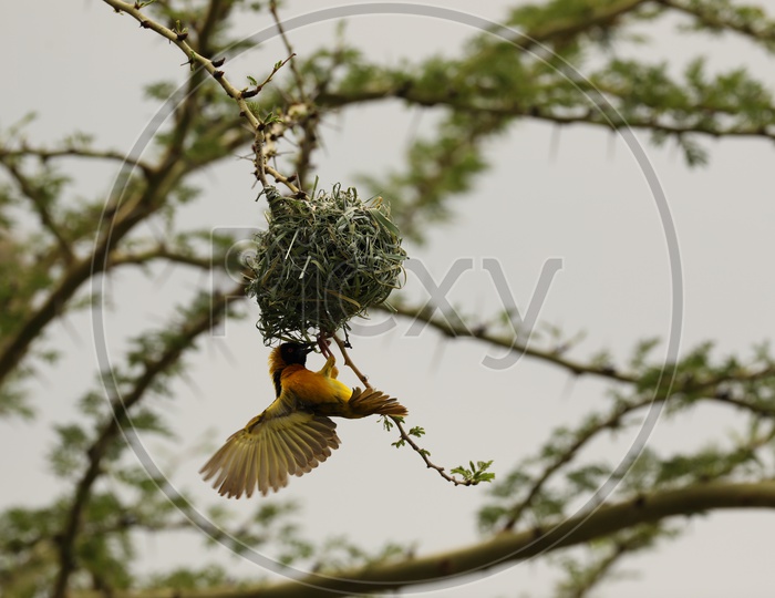 Weaver  Bird Or Weavers Or Weaver Finches Or  Bishop Birds   At The  Nests in Masai Mara National Reserve