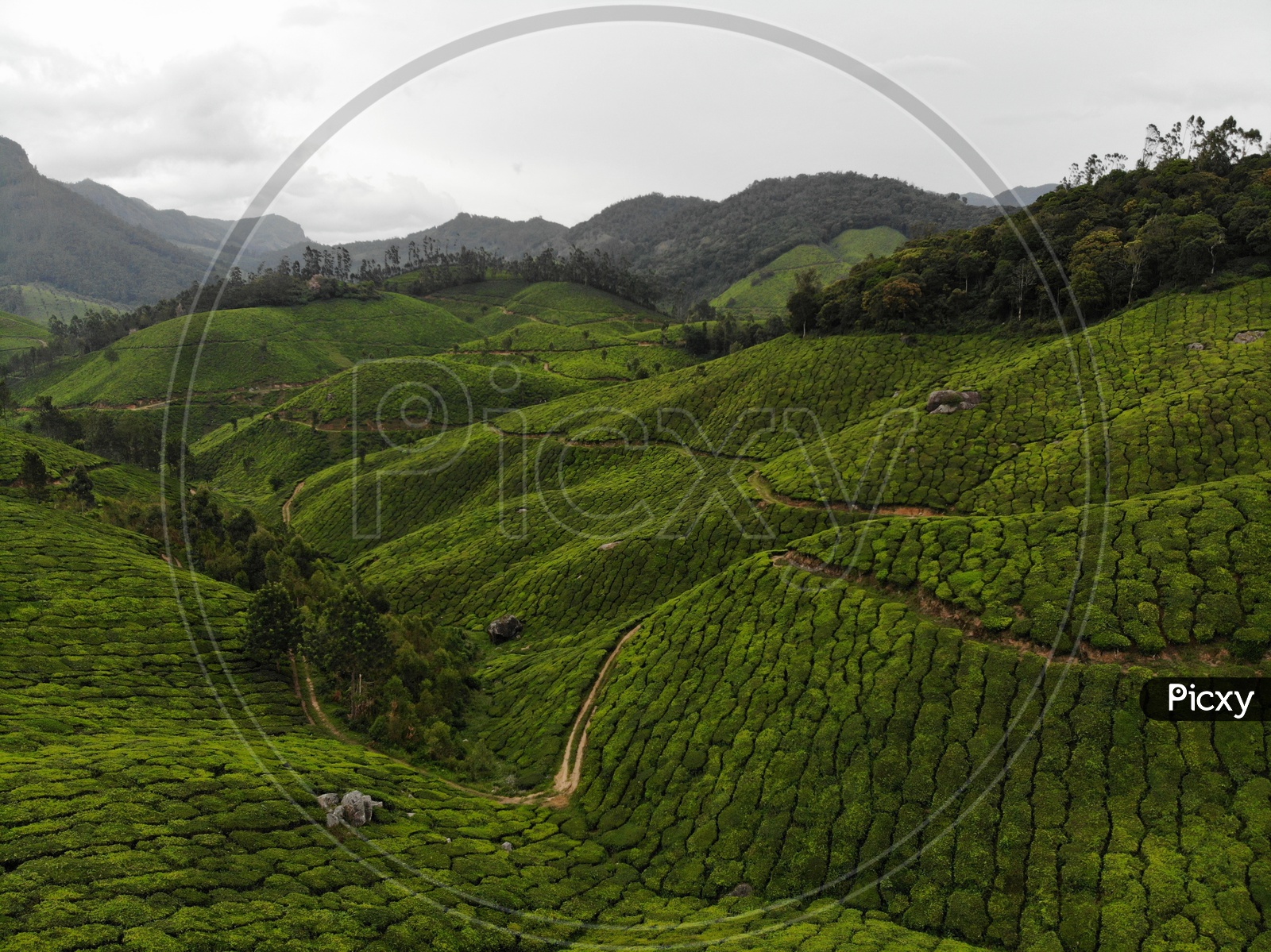 Munnar Tea Plantations Scapes in Munnar